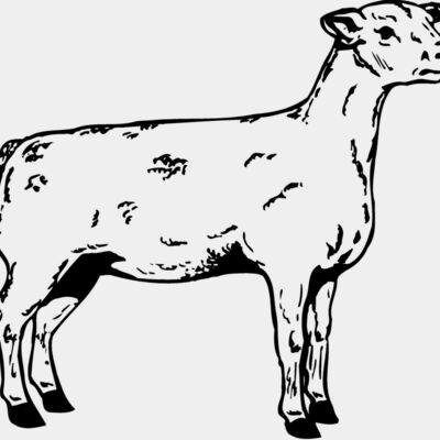 SHEEP005 Thumbnail