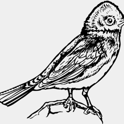 BIRD006 Thumbnail