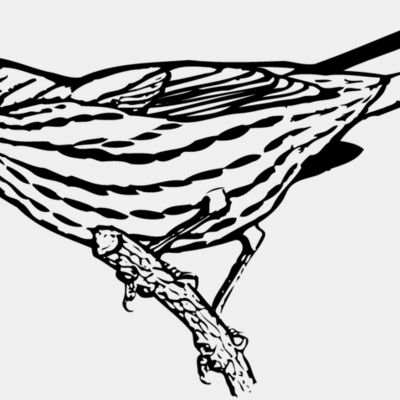BIRD029 Thumbnail