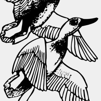 BIRD078 Thumbnail