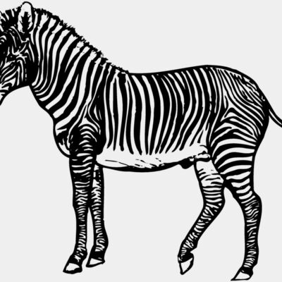 ZEBRA003 Thumbnail