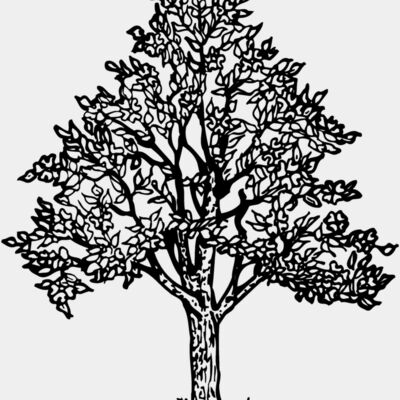 TREE0004 Thumbnail